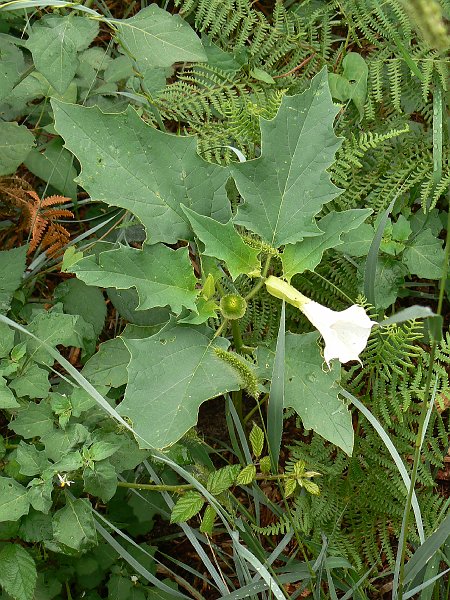 Stravine datura