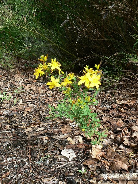 Millepertuis de fôret